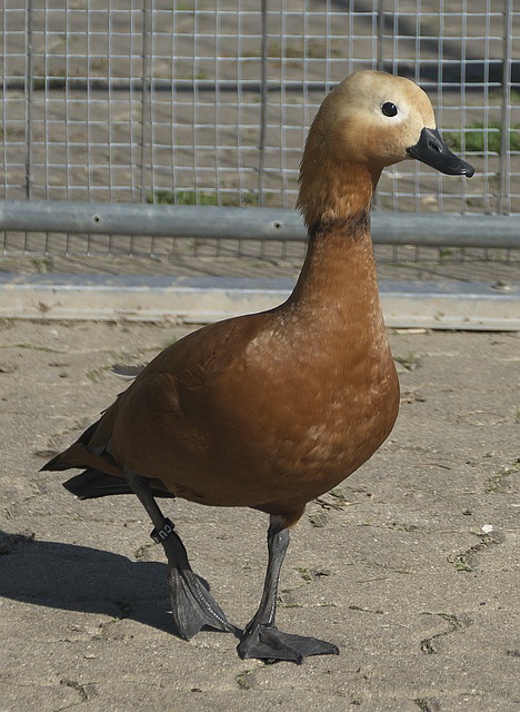 蒙斯这样富